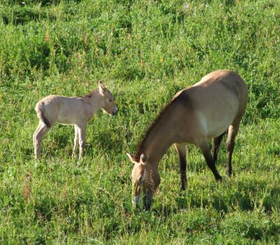 Takhi wild horse with foal, Khustai National Park